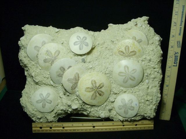 Fossilized Echinoids (Sand-dollars) (030420n) - Image 2