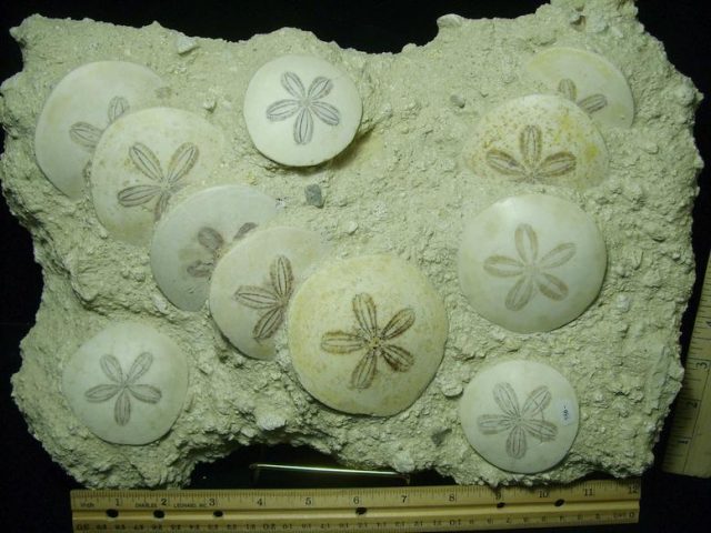 Fossilized Echinoids (Sand-dollars) (030420n) - Image 3