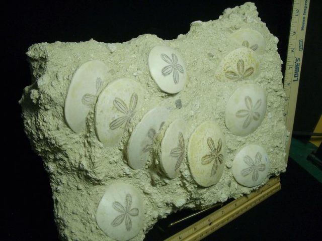 Fossilized Echinoids (Sand-dollars) (030420n) - Image 4