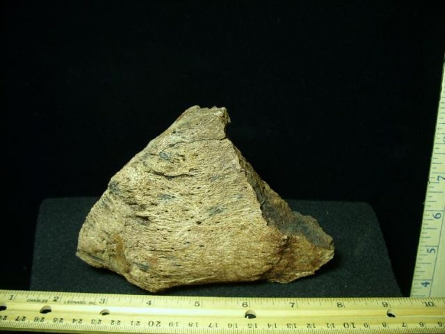 Ceratopsian Centrosaurus Head Frill (031920c)