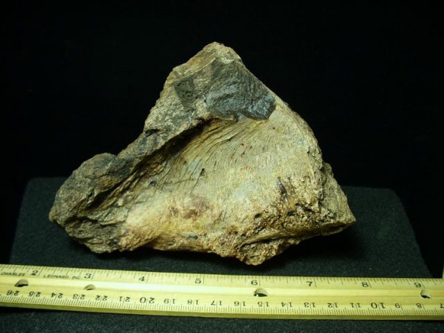 Ceratopsian Centrosaurus Head Frill (031920c) - Image 3