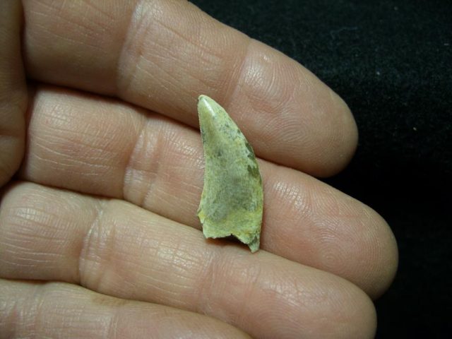 T rex Dinosaur Tooth (041320x)