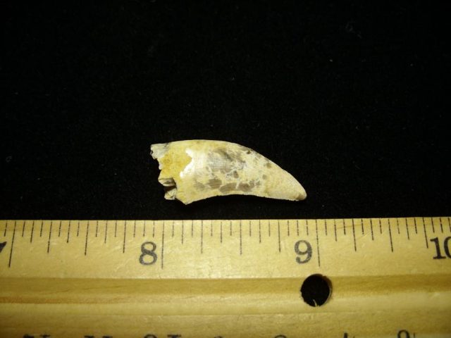 T rex Dinosaur Tooth (041320x) - Image 2