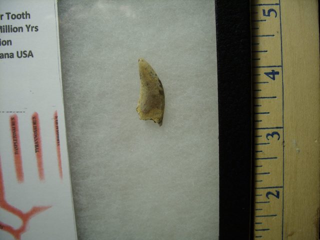 T rex Dinosaur Tooth (041320x) - Image 4