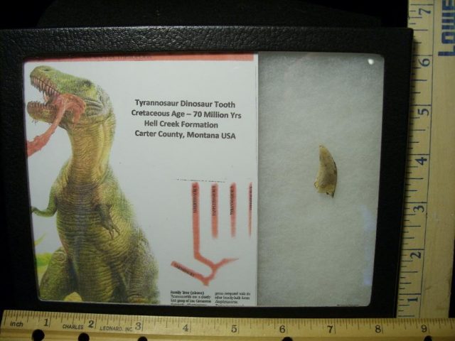 T rex Dinosaur Tooth (041320x) - Image 3