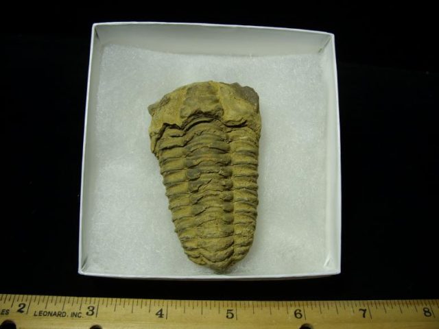 Fossil  Trilobite  (041820c) - Image 2