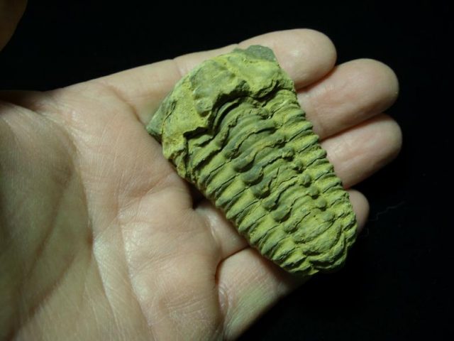 Fossil  Trilobite  (041820c)