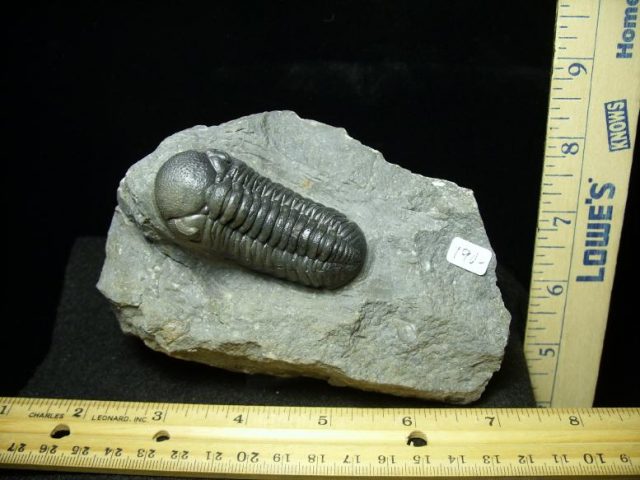 Fossilized Trilobite – REEDOPS  (041920g)