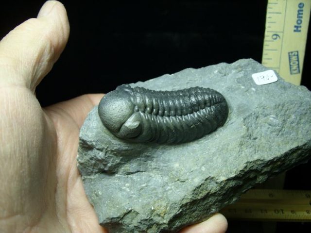 Fossilized Trilobite – REEDOPS  (041920g) - Image 2