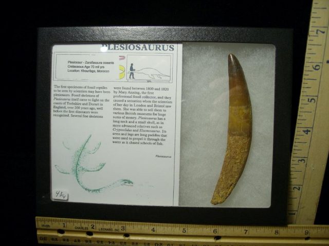 99% PERFECT Large Plesiosaurus Dinosaur Tooth (050320p)