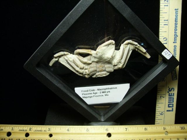 Fossilized Crab  (050220h) - Image 2