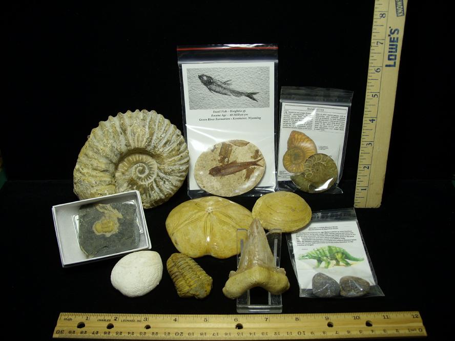 make your own fossil kit