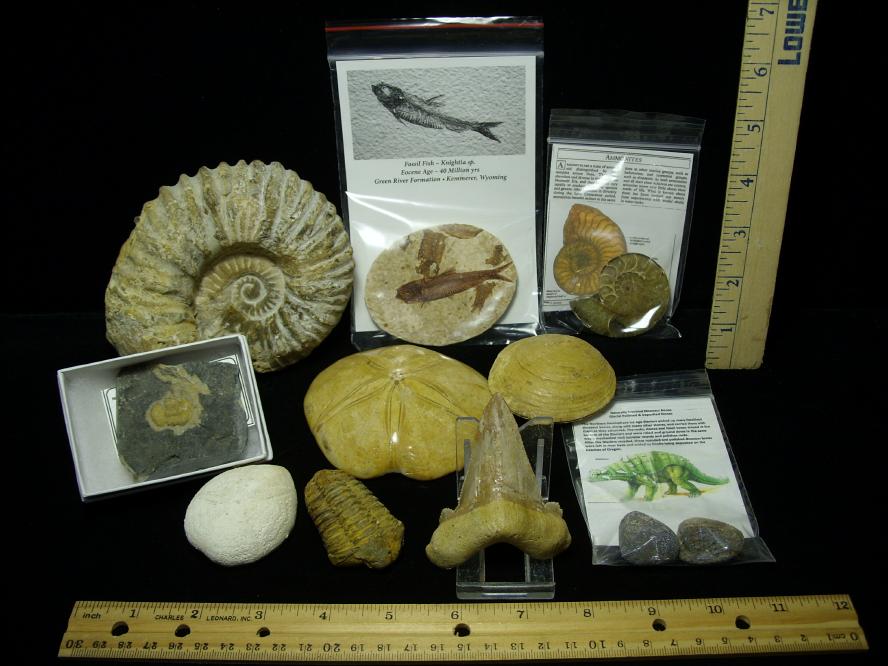 Beginner’s Starter Fossil Kit (051120a) - The Stones & Bones Collection