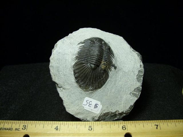 Fossilized Trilobite – Arthropod (051420h)