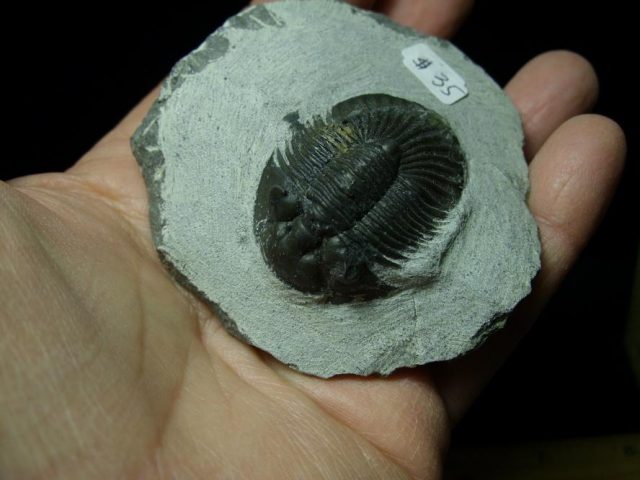 Fossilized Trilobite – Arthropod (051420h) - Image 2