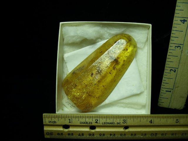 Columbian Amber (Copal) with Insects (052020g)