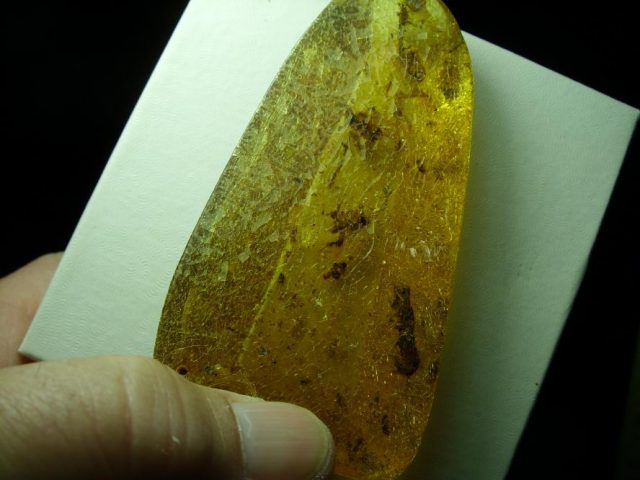 Columbian Amber (Copal) with Insects (052020g) - Image 3