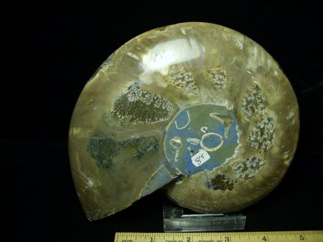 Relief Carved Fossil Ammonite (052020h) - The Stones & Bones Collection