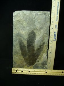 dinosaur footprints for sale