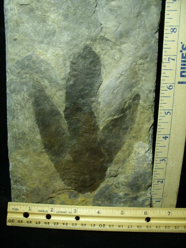 dinosaur footprints for sale