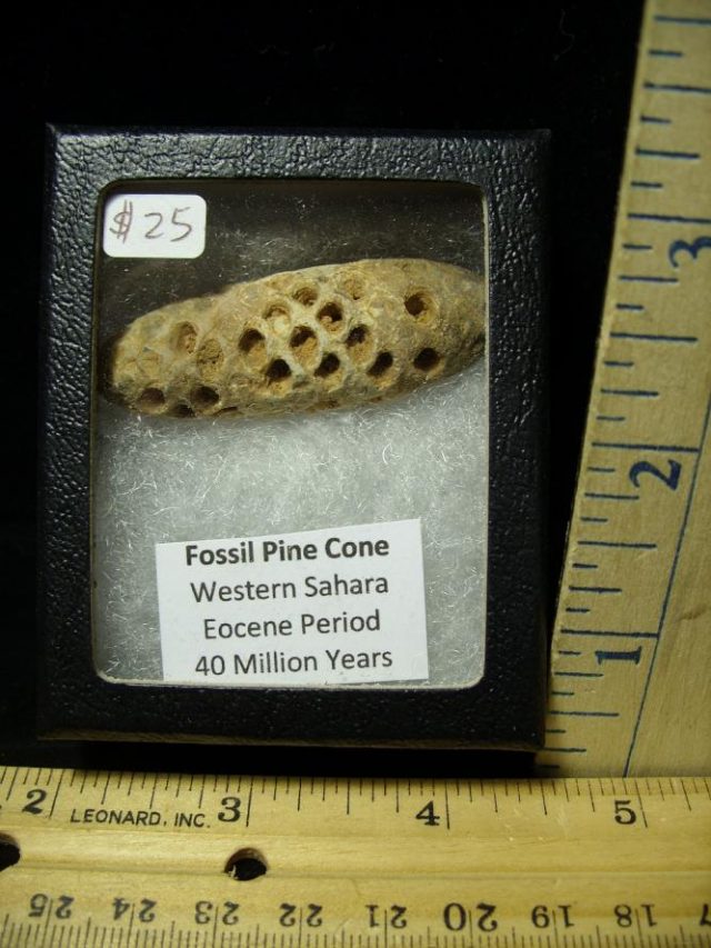 Fossil Pine Cone  (052220g)