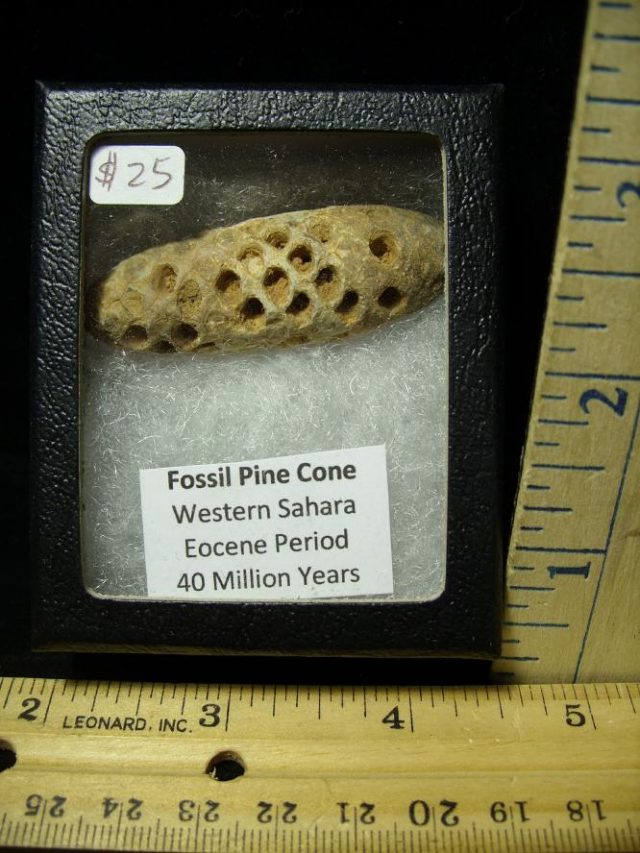 Fossil Pine Cone  (052220g) - Image 2