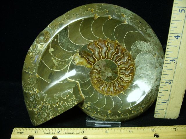 Relief Carved Fossil Ammonite  (052320d)