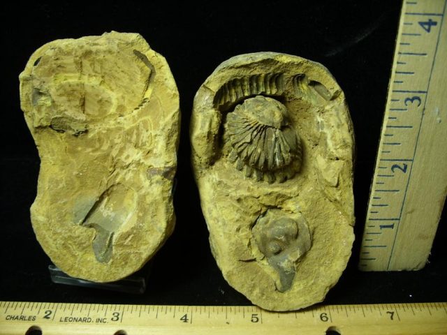 Fossil  Trilobite  in Nodule (052320n)