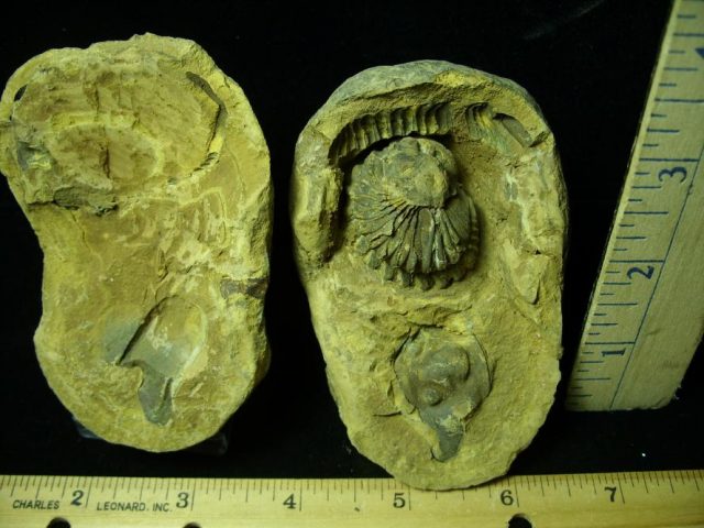 Fossil  Trilobite  in Nodule (052320n) - Image 2