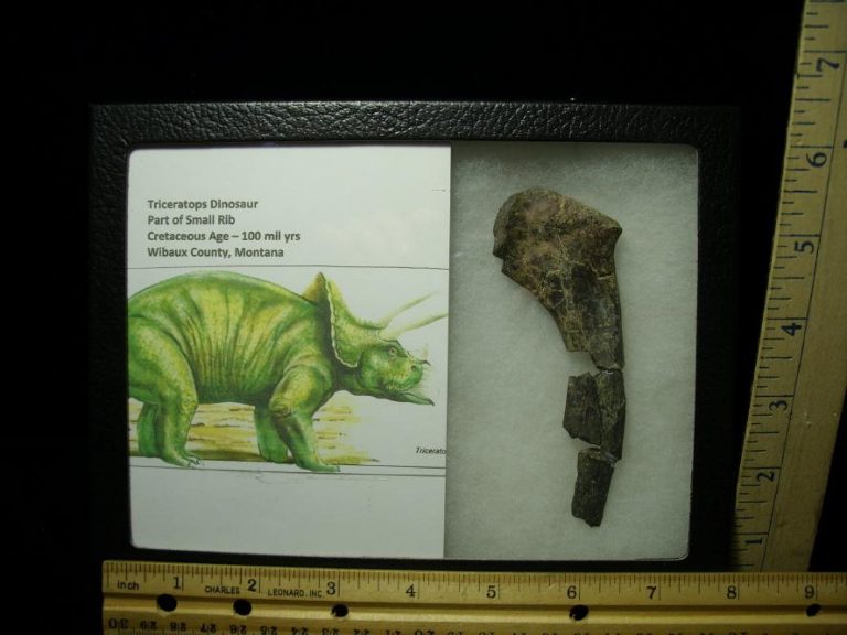 triceratops bones for sale