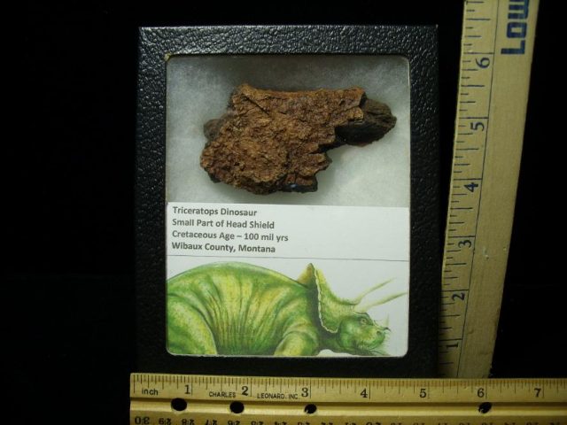 Triceratops Head Frill (052820b) - Image 2