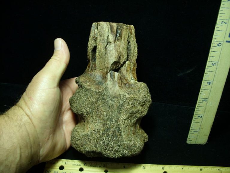 Ankylosaur Dinosaur Tail Bone– (052820c) - The Stones & Bones Collection