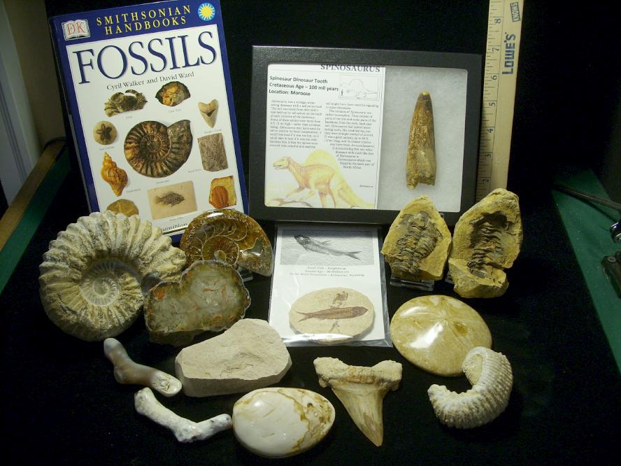 make your own fossil kit