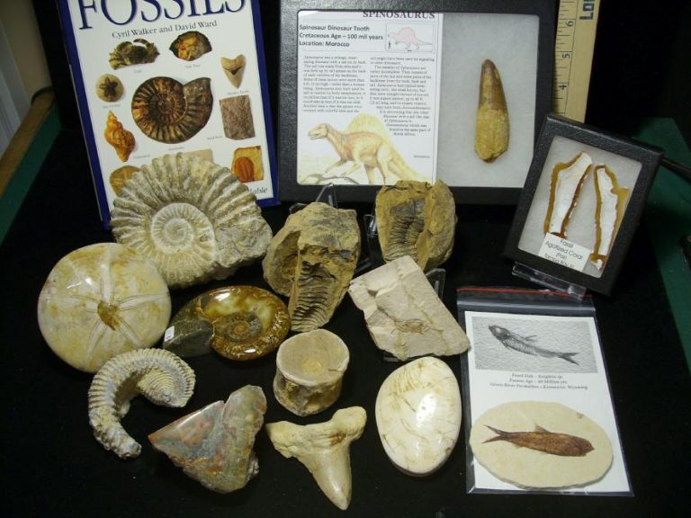 Deluxe Fossil Kit (052720s) - The Stones & Bones Collection