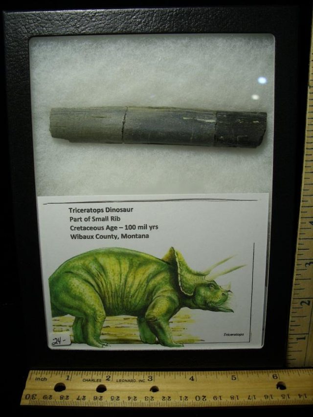 Triceratops Dinosaur Rib-Bone Fragment (060520h)