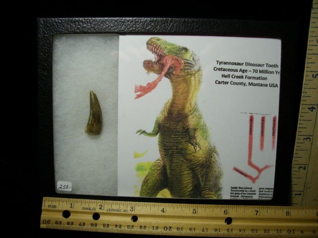 T rex Tooth (060520k)