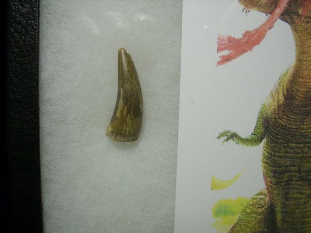 T rex Tooth (060520k) - Image 2