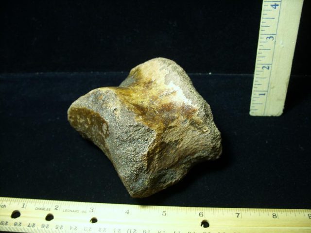 Triceratops Dinosaur upper Digit (Toe Bone) (060520m)