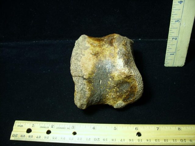 Triceratops Dinosaur upper Digit (Toe Bone) (060520m) - Image 2