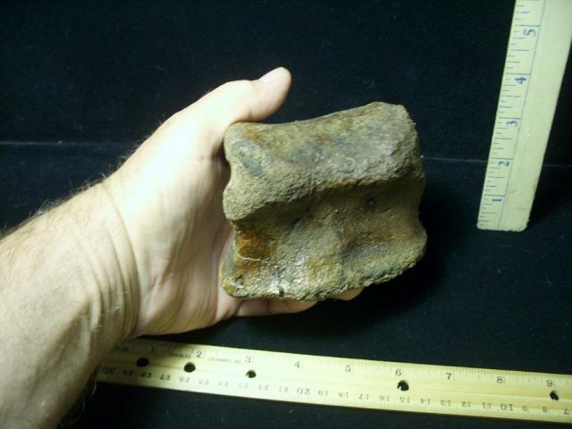 Triceratops Dinosaur upper Digit (Toe Bone) (060520m) - Image 3