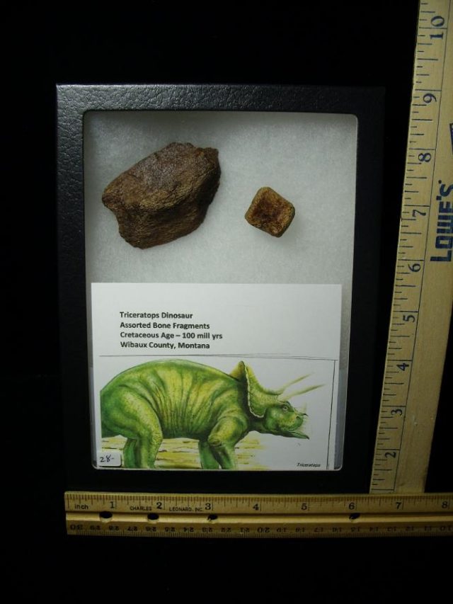 Triceratops Dinosaur Bone Fragments (060520p)