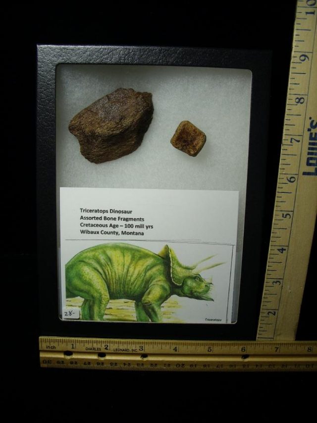 Triceratops Dinosaur Bone Fragments (060520p) - Image 2