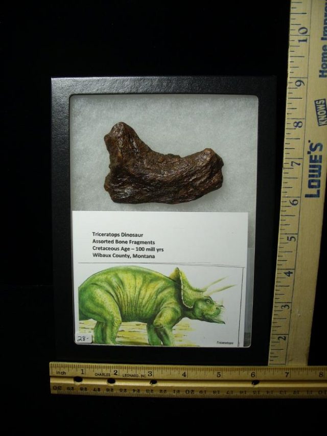 Triceratops Dinosaur Bone Fragments (060520v)