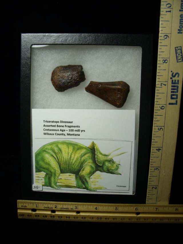 Triceratops Dinosaur Bone Fragments (060520w)