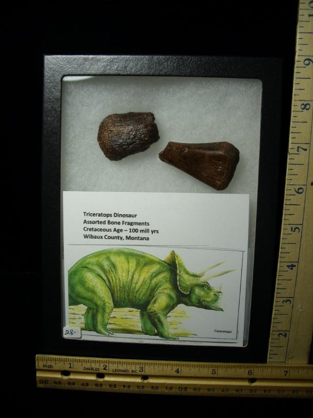 Triceratops Dinosaur Bone Fragments (060520w) - Image 2