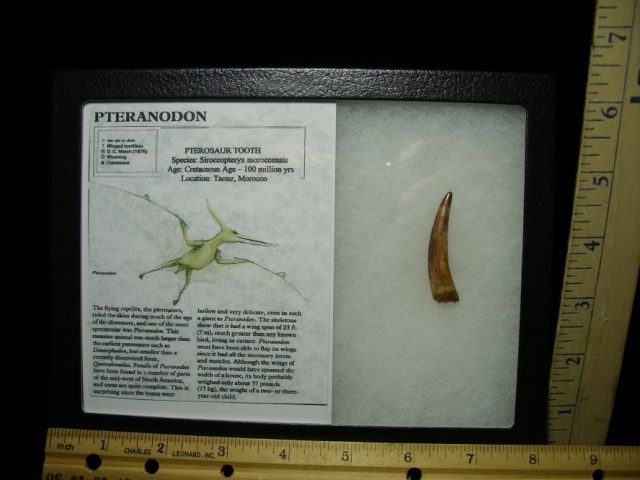 Pterosaur “Flying Dinosaur” Tooth (070120c)