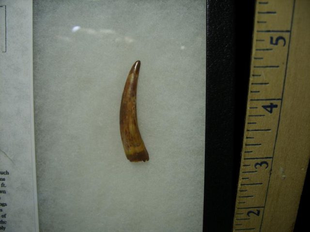 Pterosaur “Flying Dinosaur” Tooth (070120c) - Image 2