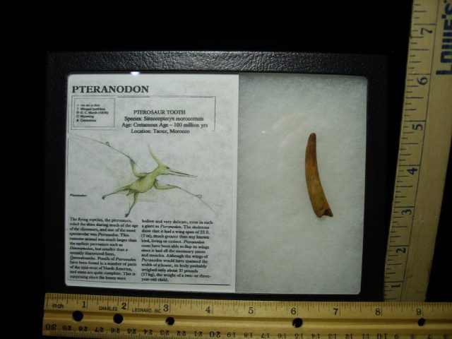 Pterosaur “Flying Dinosaur” Tooth (070120d)