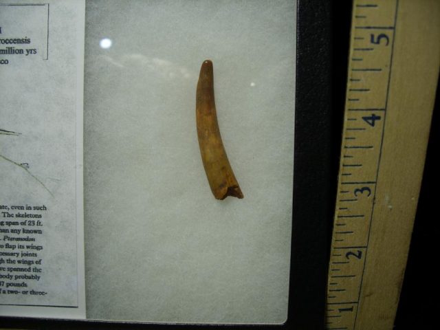 Pterosaur “Flying Dinosaur” Tooth (070120d) - Image 2