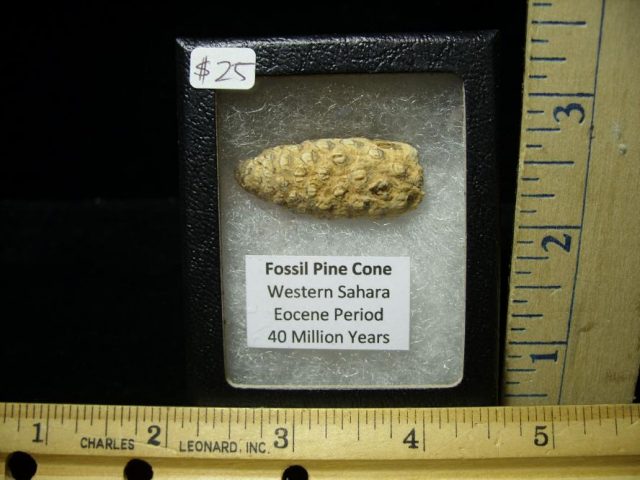 Fossil Pine Cone  (070220e)